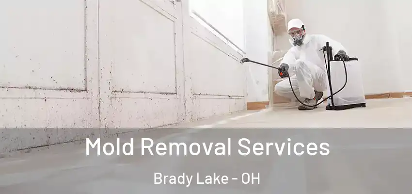 Mold Removal Services Brady Lake - OH