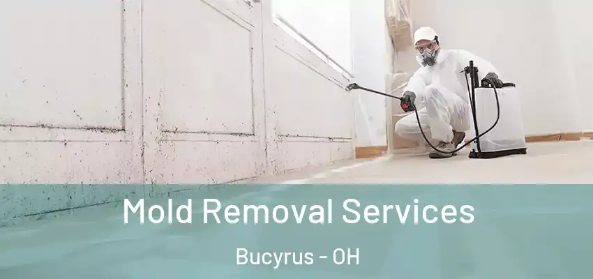Mold Removal Services Bucyrus - OH