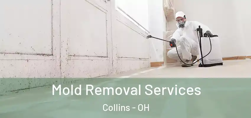 Mold Removal Services Collins - OH