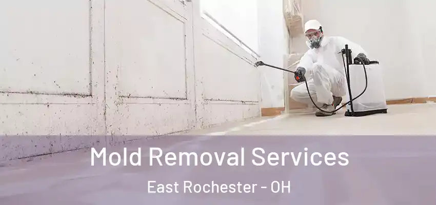 Mold Removal Services East Rochester - OH