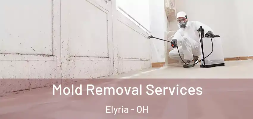  Mold Removal Services Elyria - OH