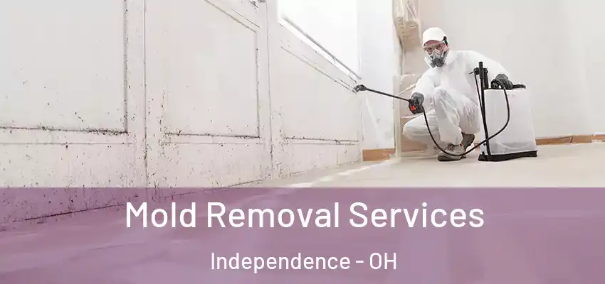  Mold Removal Services Independence - OH