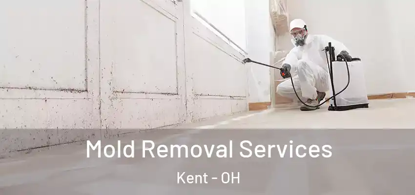  Mold Removal Services Kent - OH