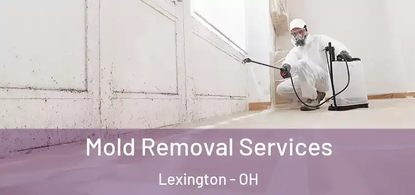  Mold Removal Services Lexington - OH