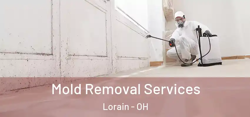  Mold Removal Services Lorain - OH