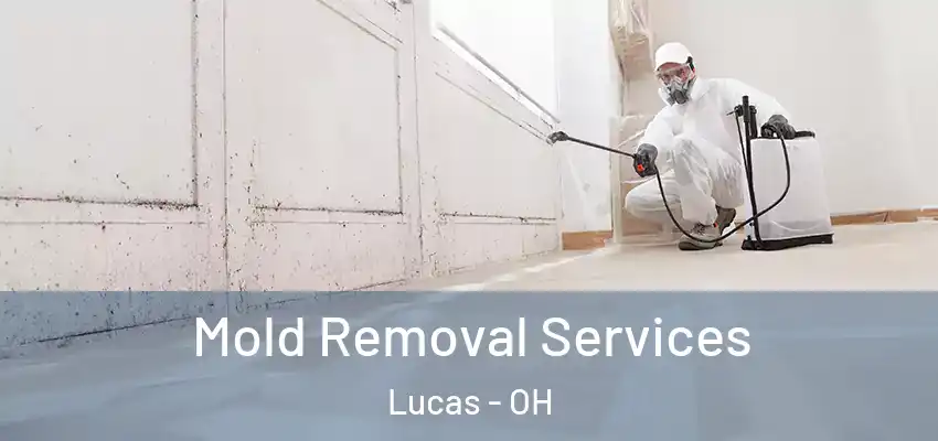  Mold Removal Services Lucas - OH