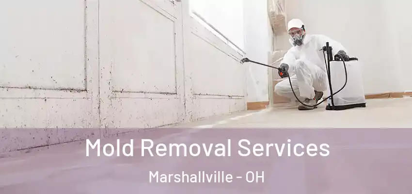  Mold Removal Services Marshallville - OH