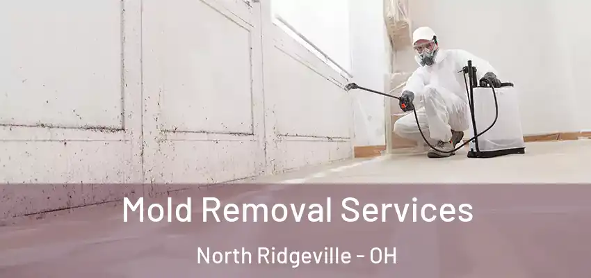 Mold Removal Services North Ridgeville - OH