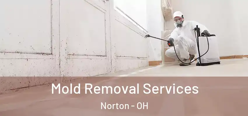 Mold Removal Services Norton - OH