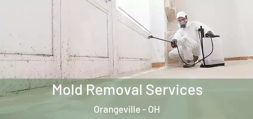 Mold Removal Services Orangeville - OH