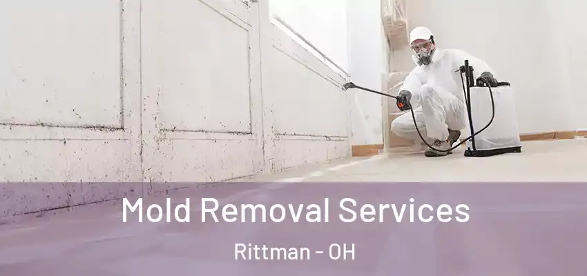  Mold Removal Services Rittman - OH