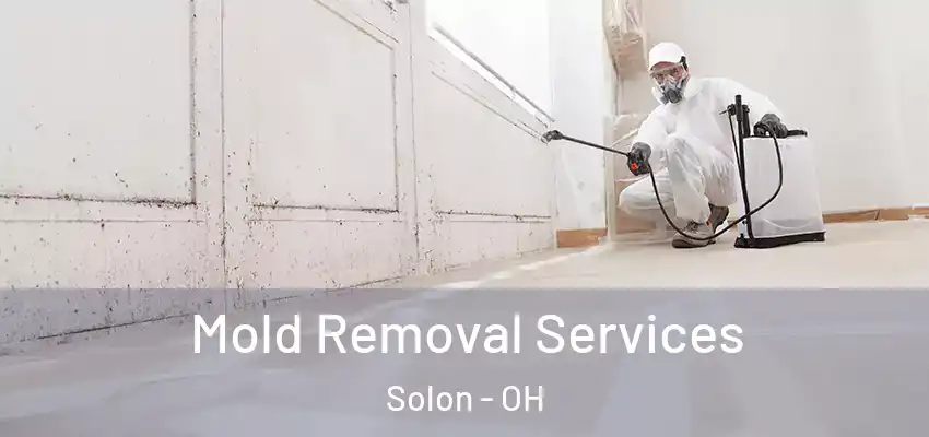 Mold Removal Services Solon - OH