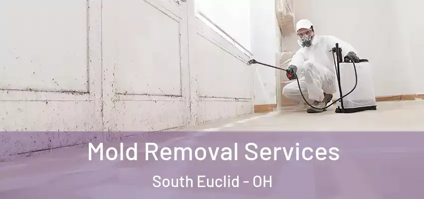 Mold Removal Services South Euclid - OH