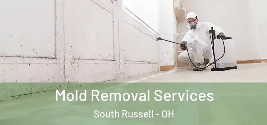  Mold Removal Services South Russell - OH