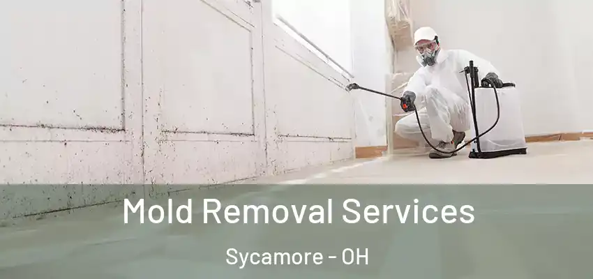 Mold Removal Services Sycamore - OH
