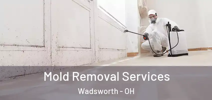 Mold Removal Services Wadsworth - OH