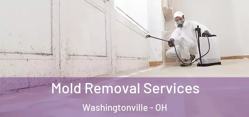Mold Removal Services Washingtonville - OH