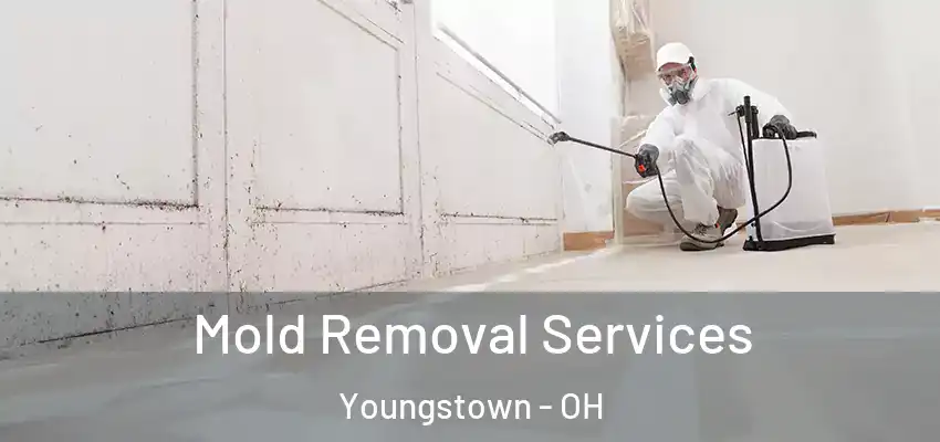 Mold Removal Services Youngstown - OH